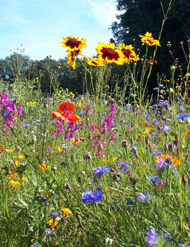 Zaadhandel Neutkens BV Vessem afbeelding 5